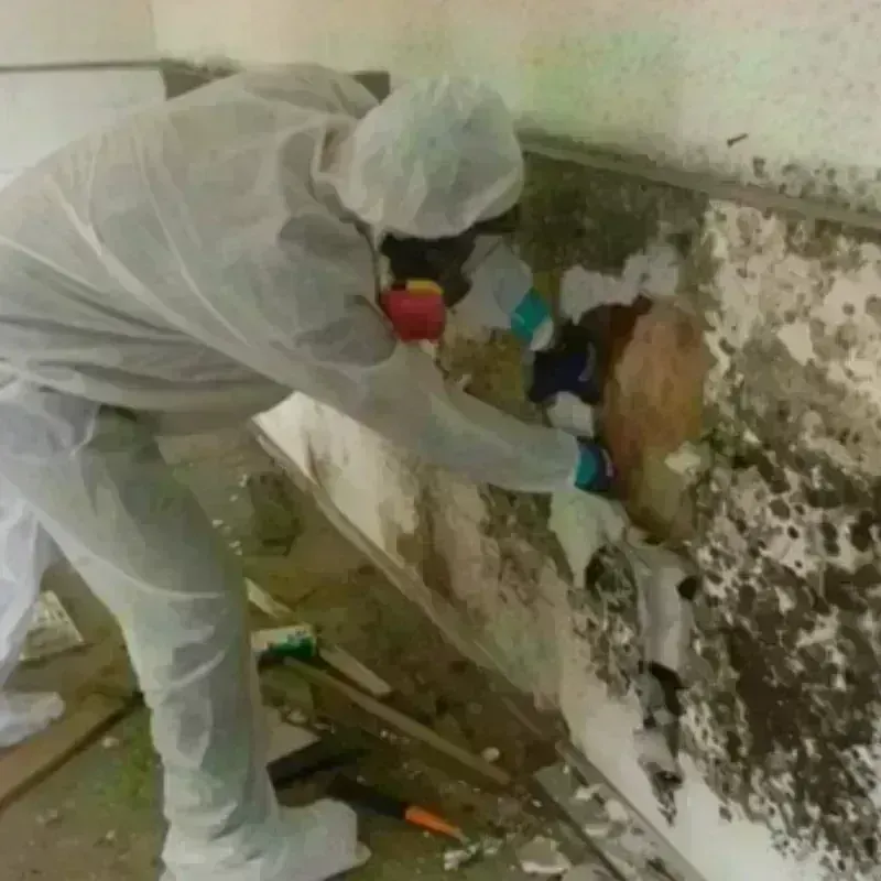 Mold Remediation and Removal in Newton, NC